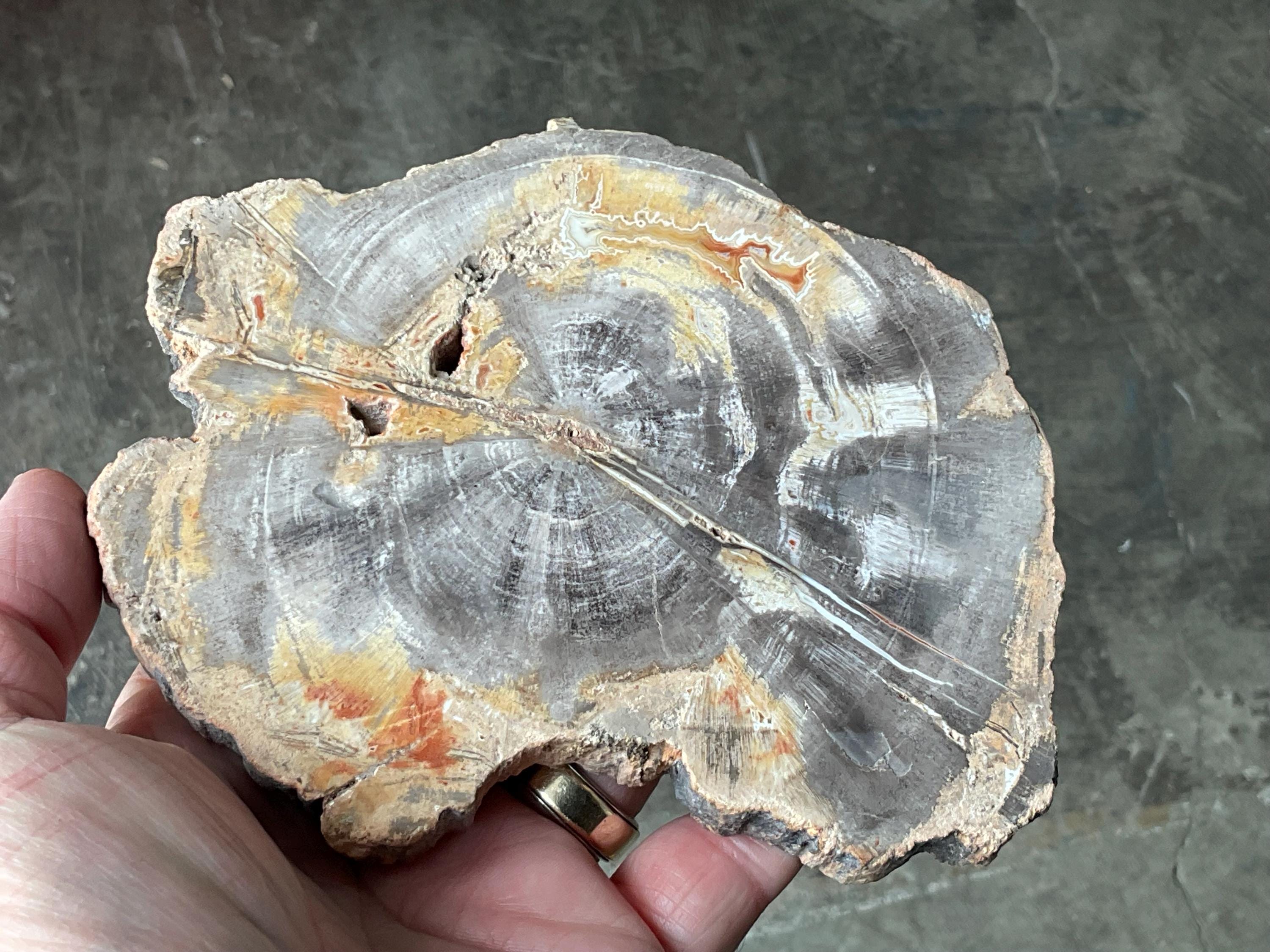 430g Indonesian Petrified Wood Polished Slab 2A