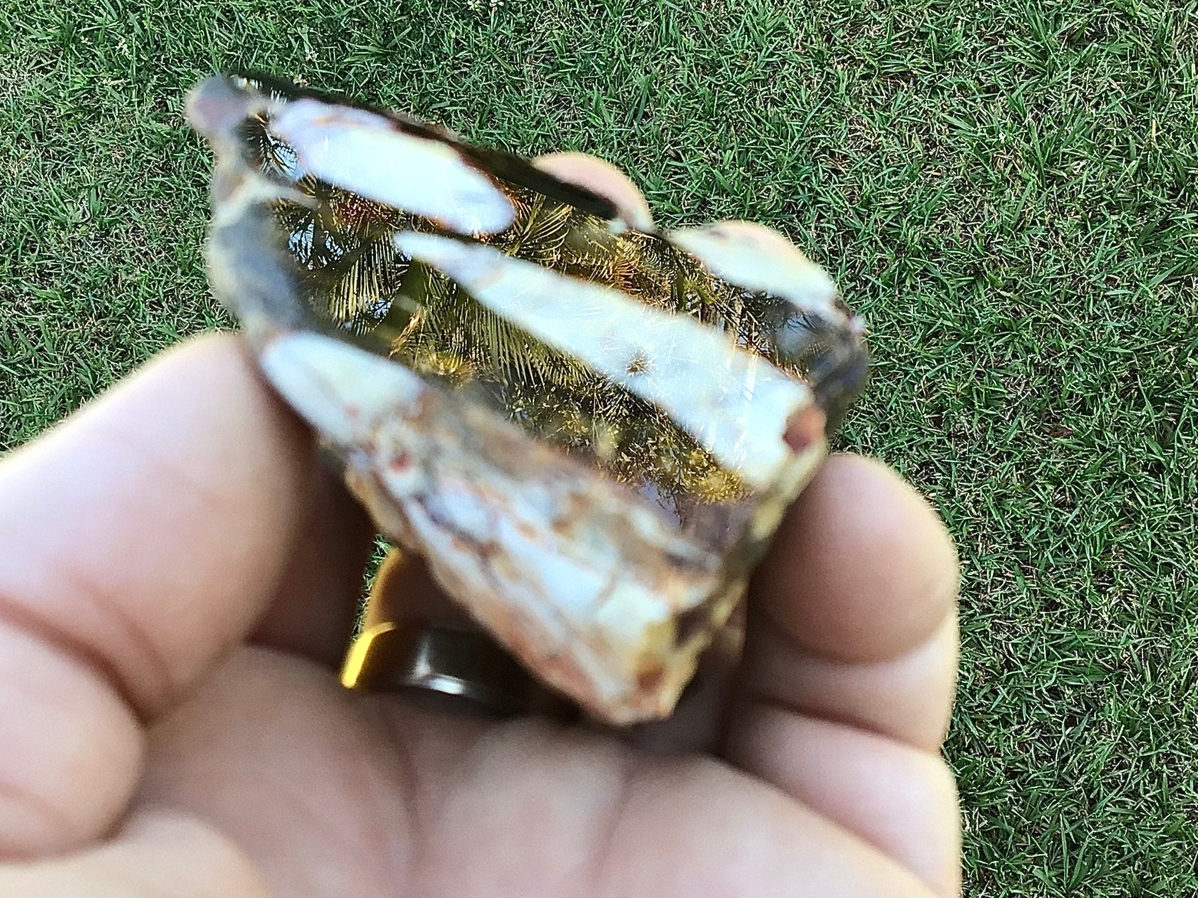 126g Polished Western Australian Peanut Wood Slice 7C
