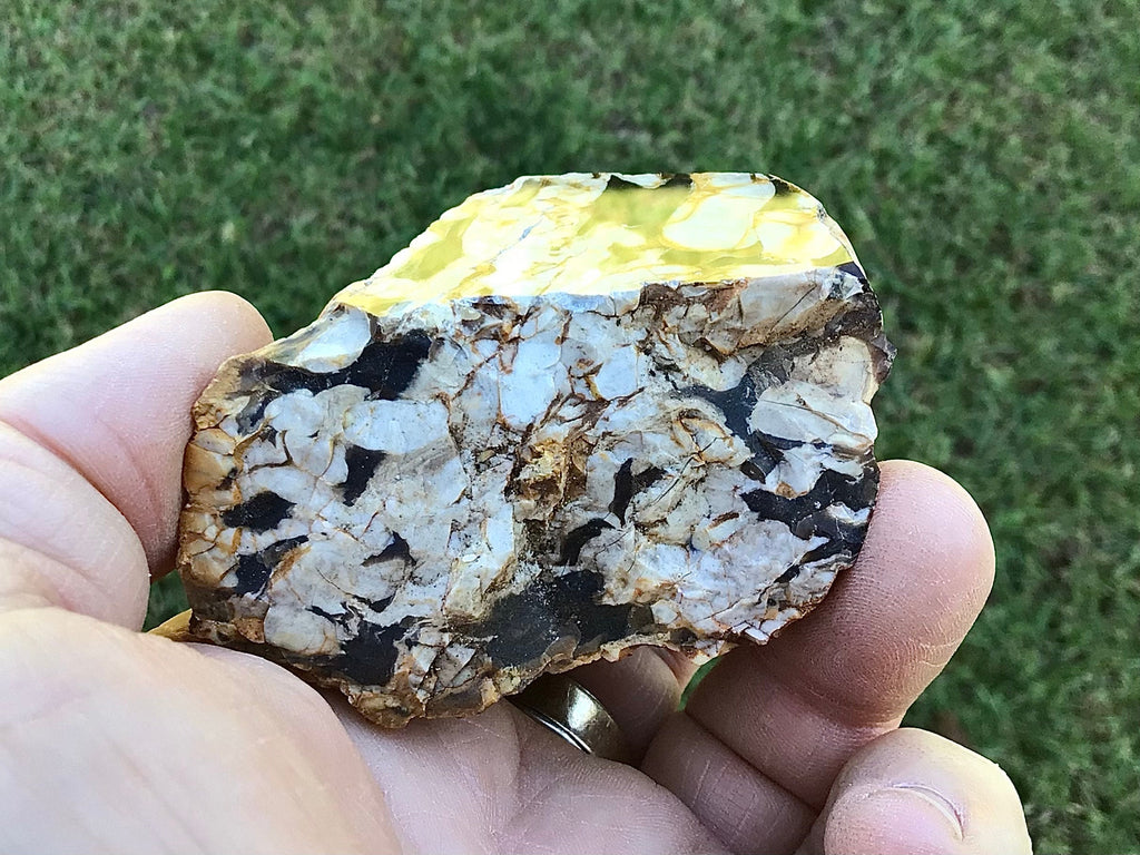 199g Polished Western Australian Peanut Wood Slice 9E