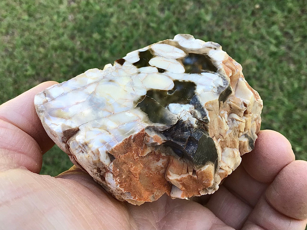 187g Polished Western Australian Peanut Wood Slice 10A