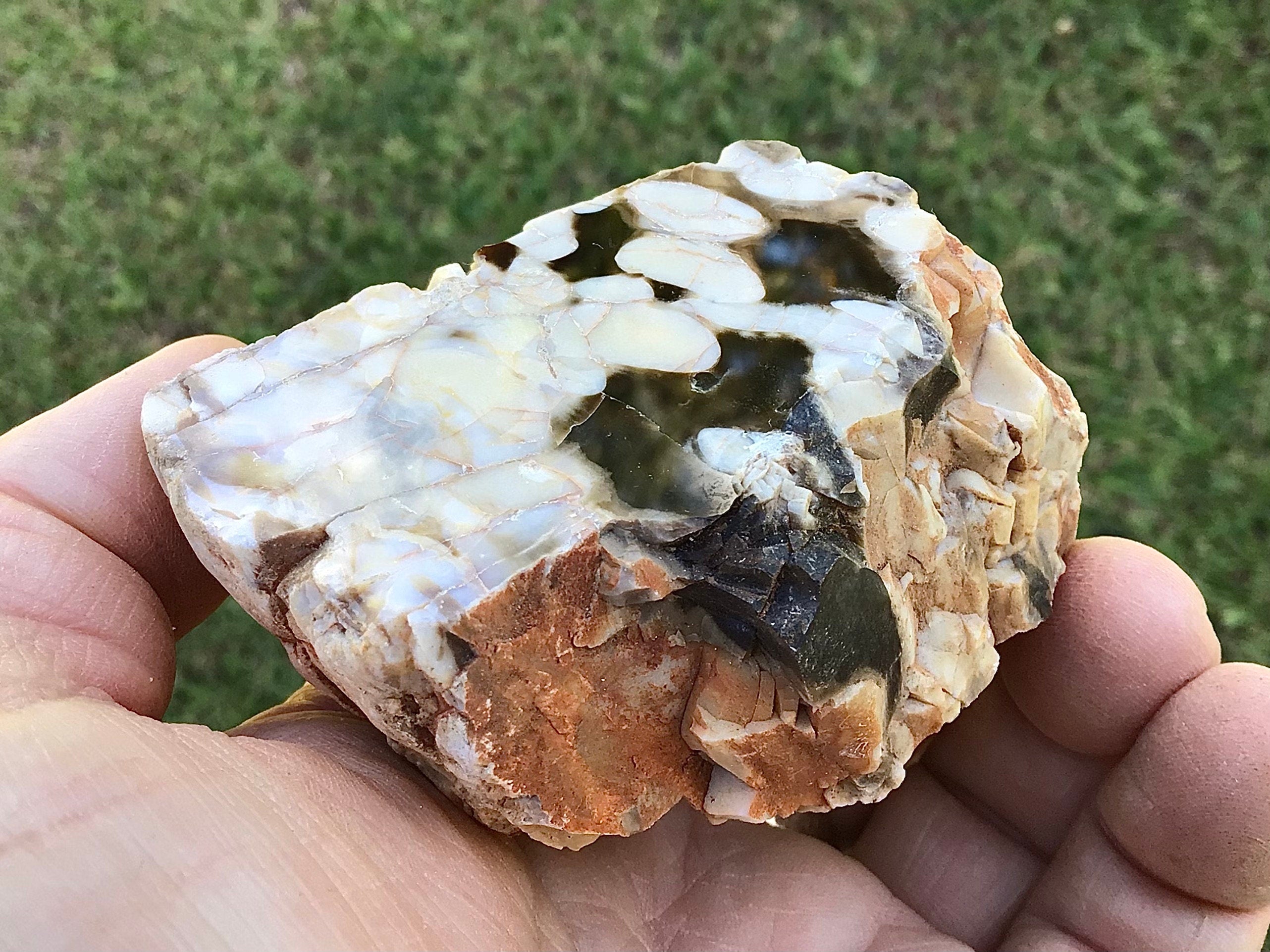 187g Polished Western Australian Peanut Wood Slice 10A