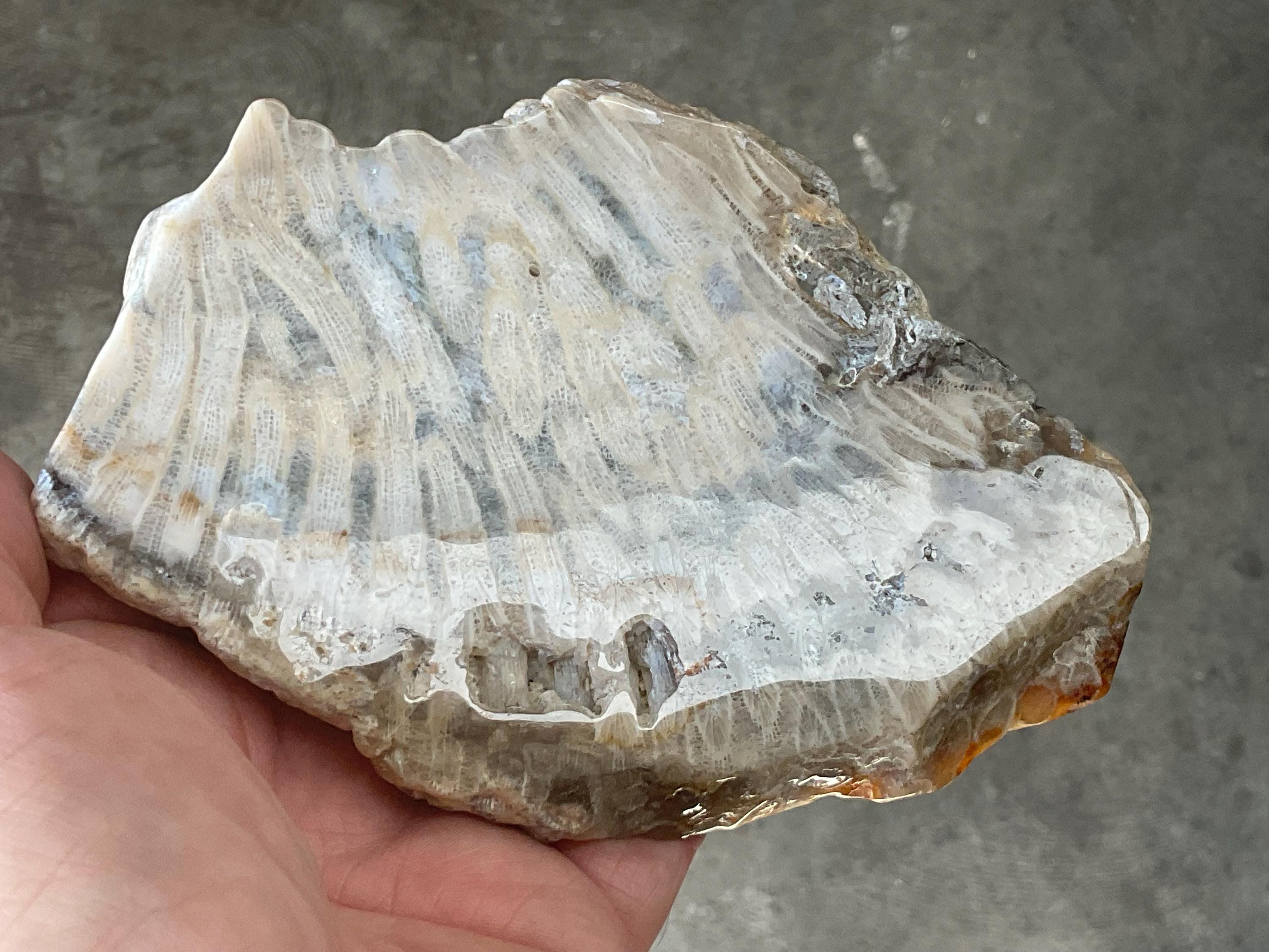 298g Fossilized/Agatised Coral Slab 4C
