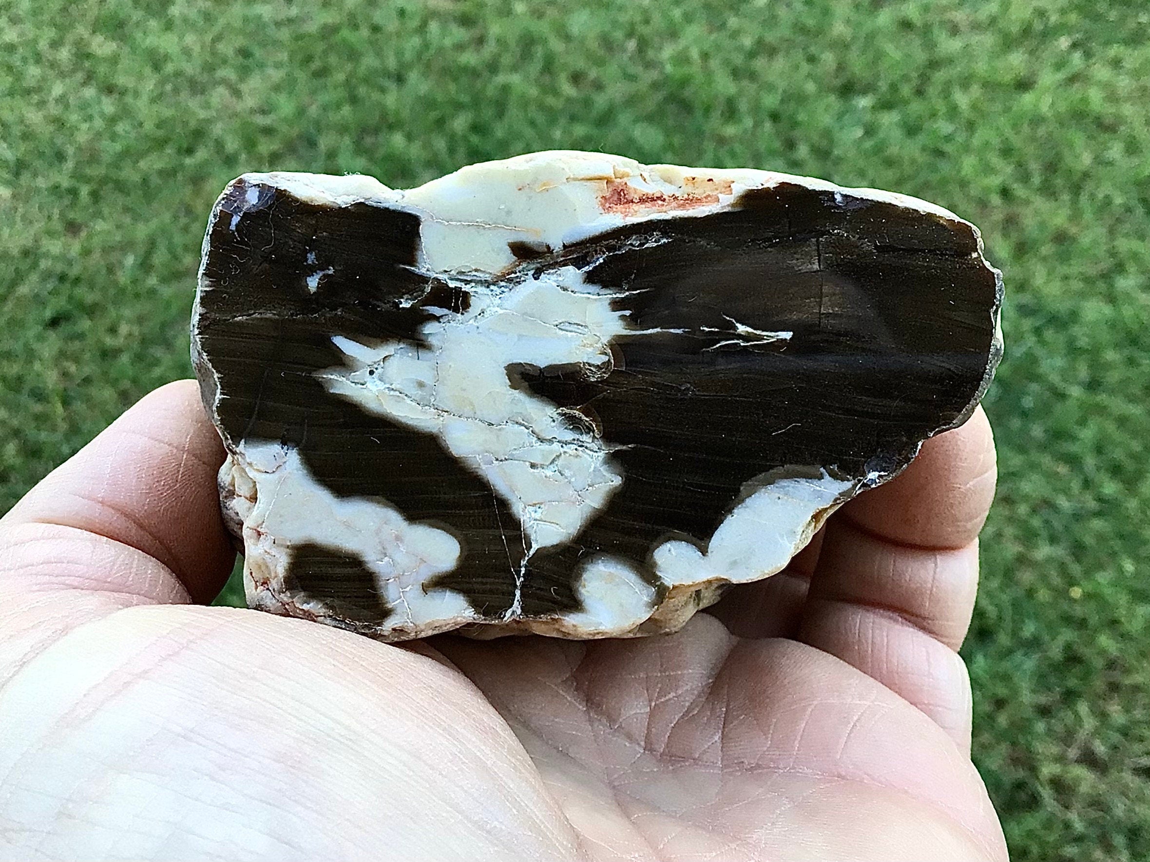 311g Polished Western Australian Peanut Wood Slice 12A