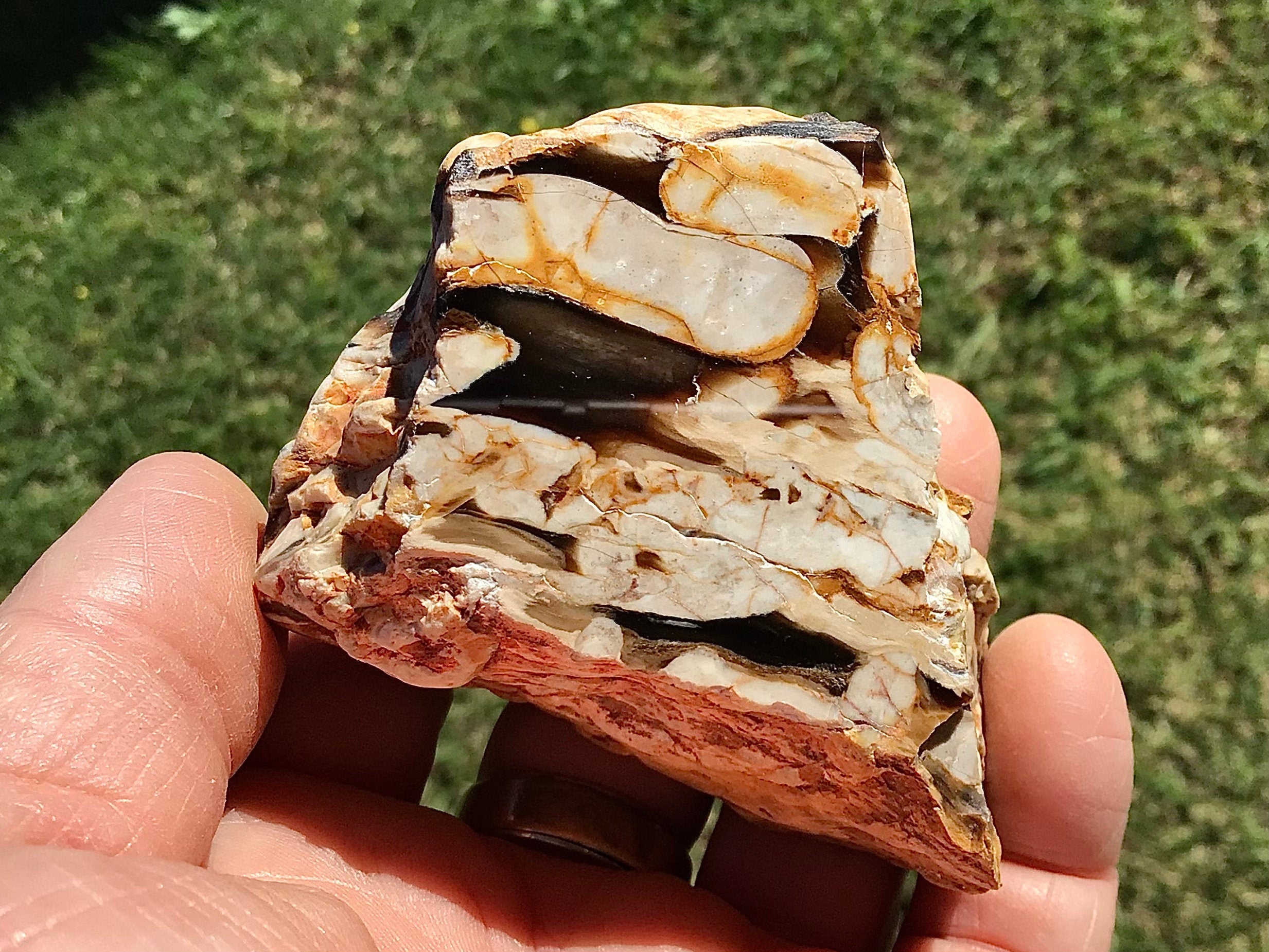 199g Polished Western Australian Peanut Wood Slice 9E