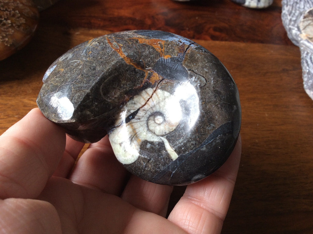 164g Goniatite Fossil D