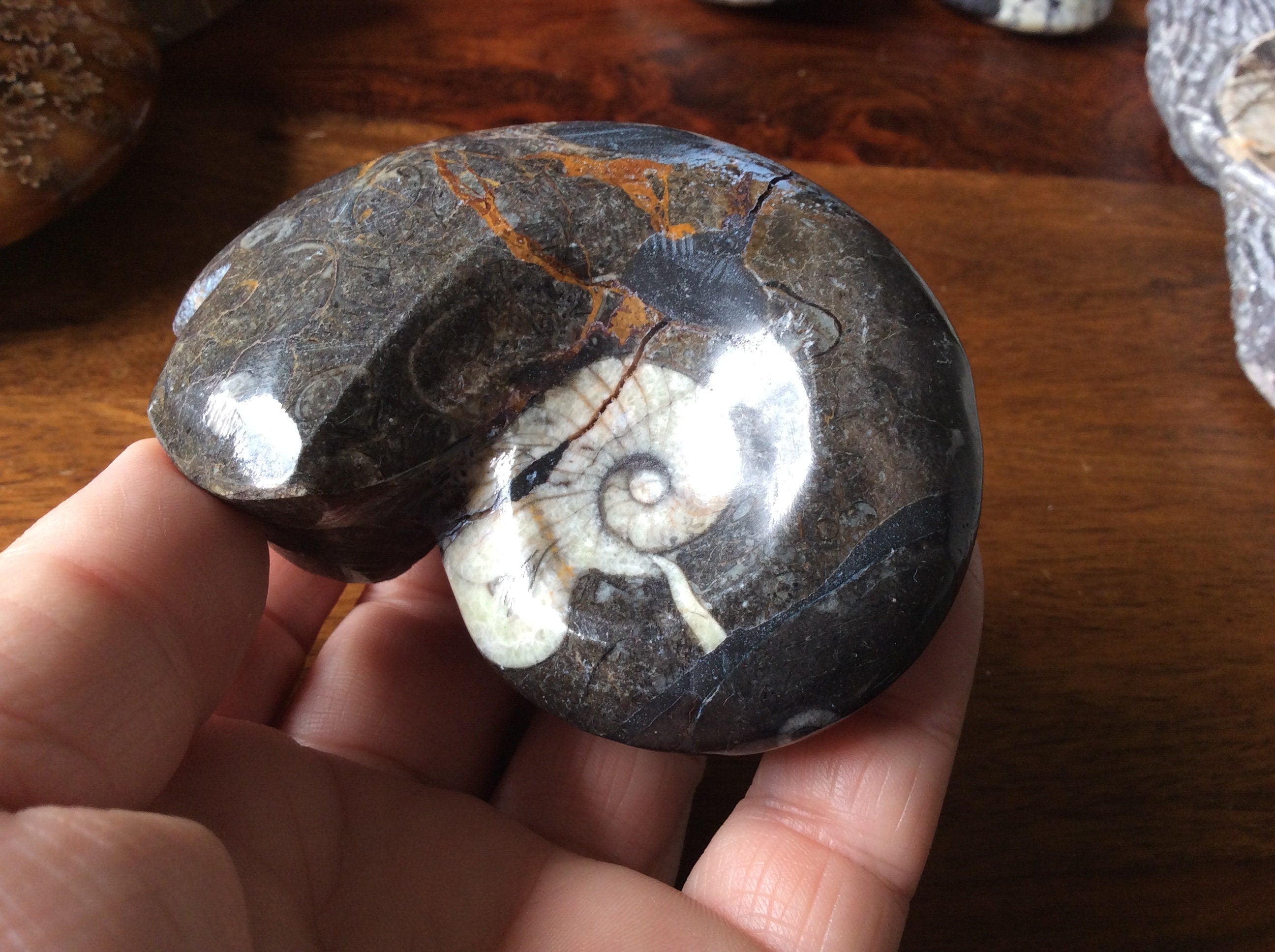 164g Goniatite Fossil D