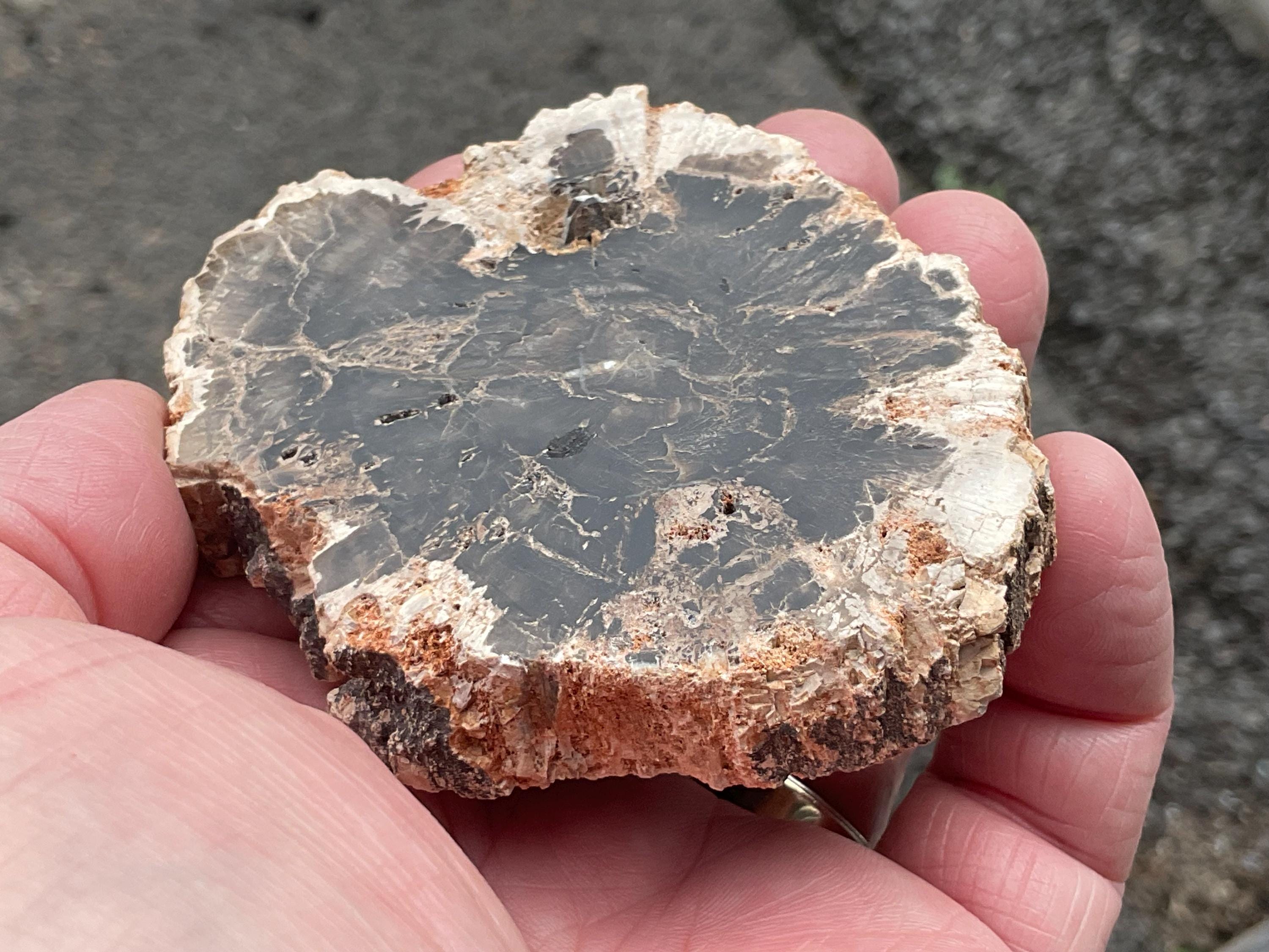 122g Indonesian Petrified Wood Polished Slab 1B