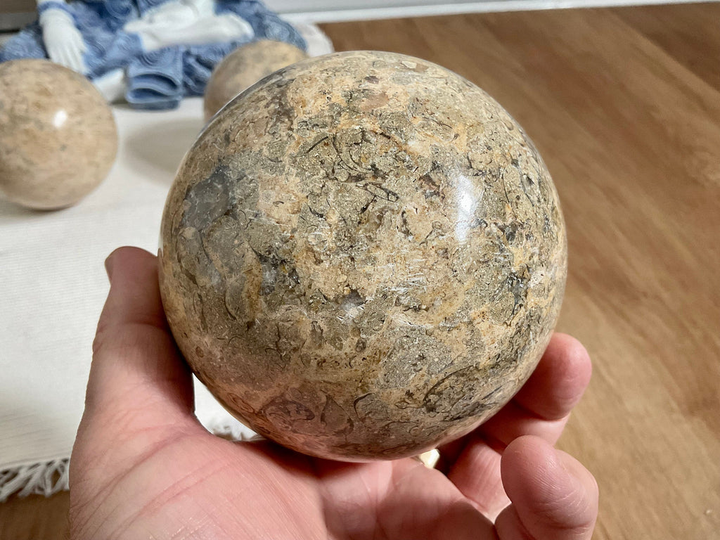1340g XL Fossilised Ocean Floor Sphere A