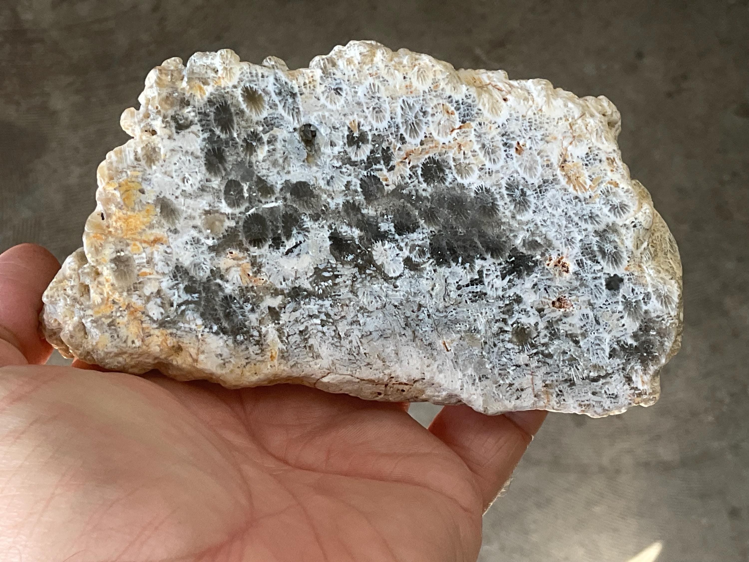 238g Fossilized/Agatised Coral Slab 4A