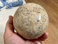 1268g XL Fossilised Ocean Floor Sphere C