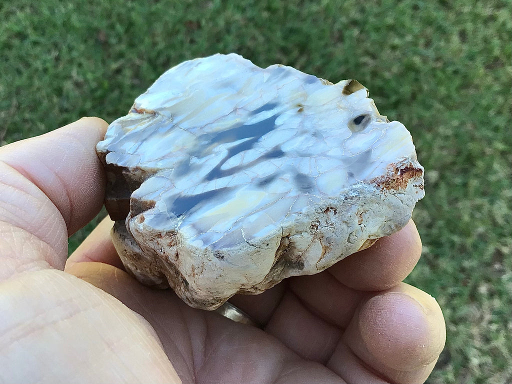 135g Polished Western Australian Peanut Wood Slice 7E