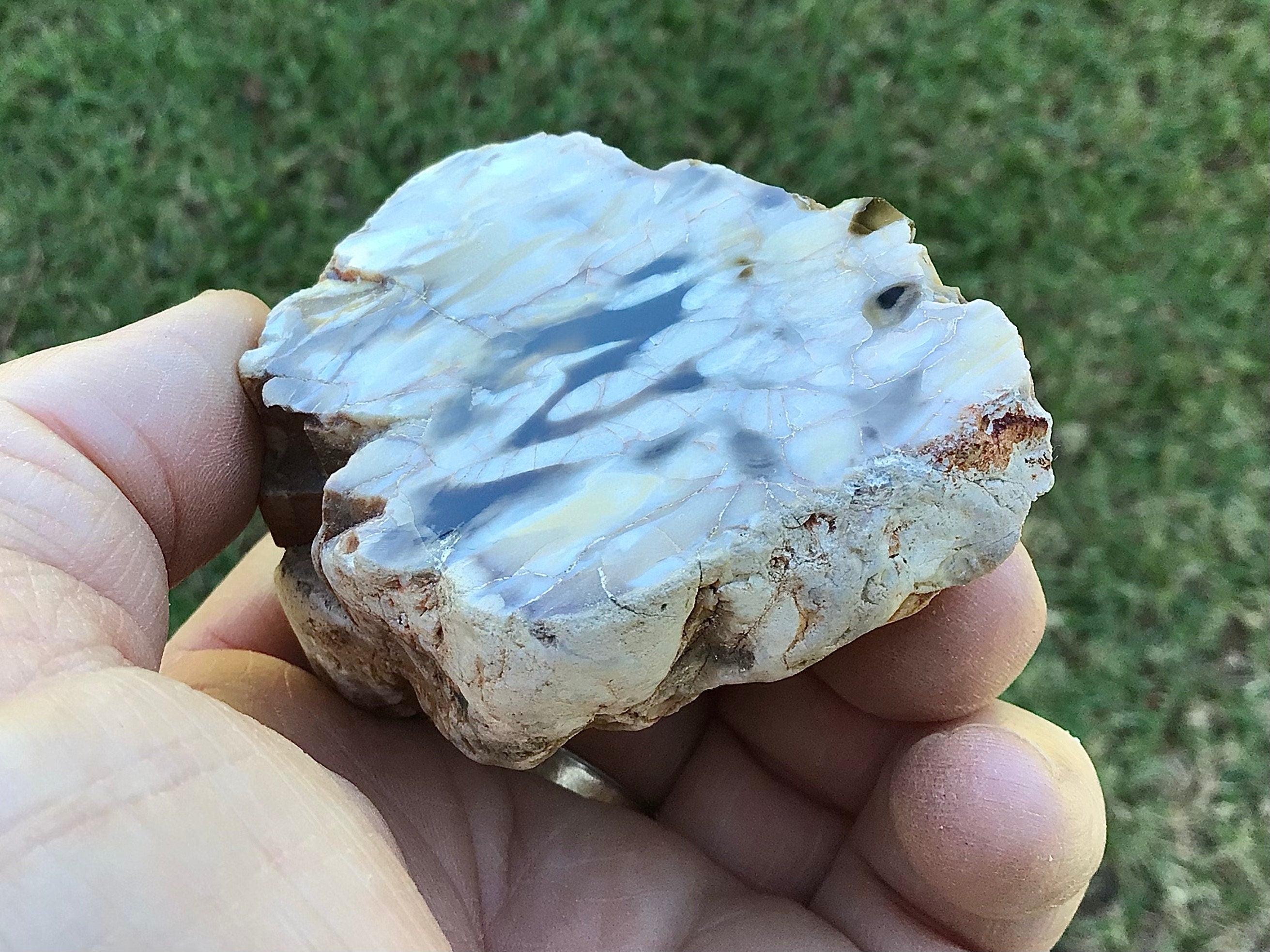 135g Polished Western Australian Peanut Wood Slice 7E