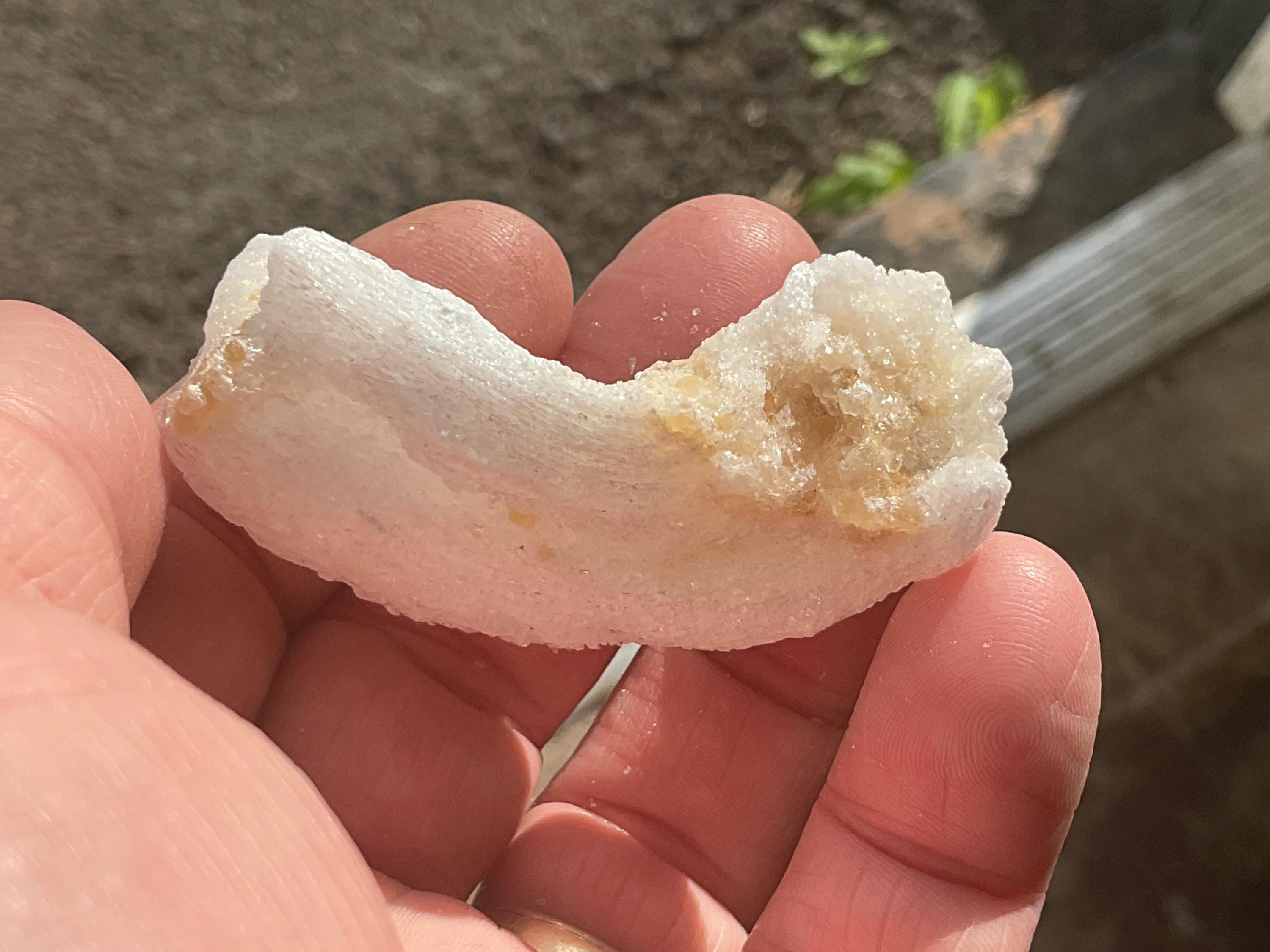 32g Rams Horn Selenite Specimen 6B