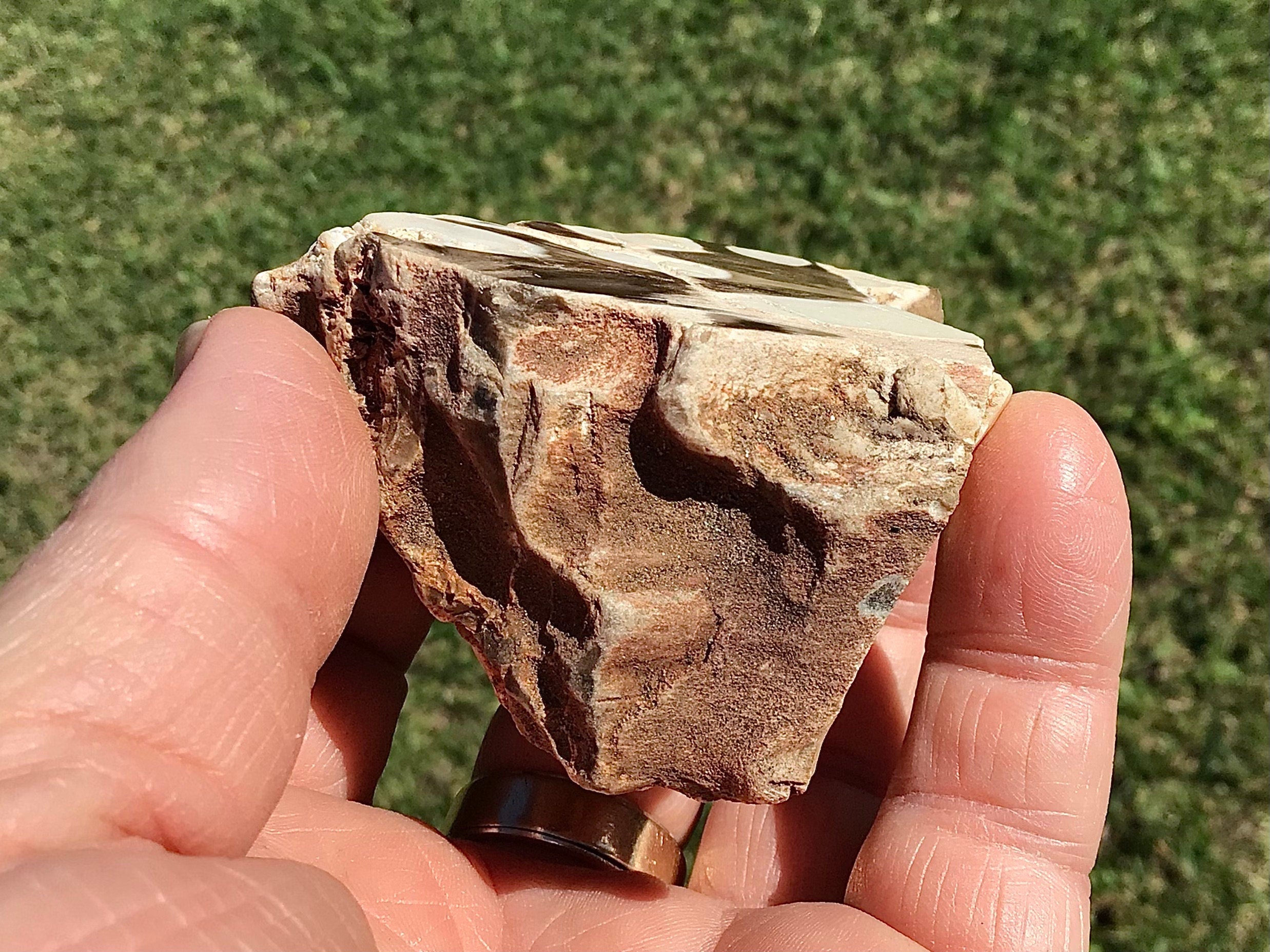 115g Polished Western Australian Peanut Wood Slice 7A