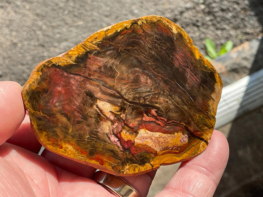 246g Pentoxolyn Petrified Wood Polished Split Pair