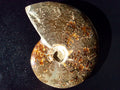 382g Madagascan Ammonite Fossil F