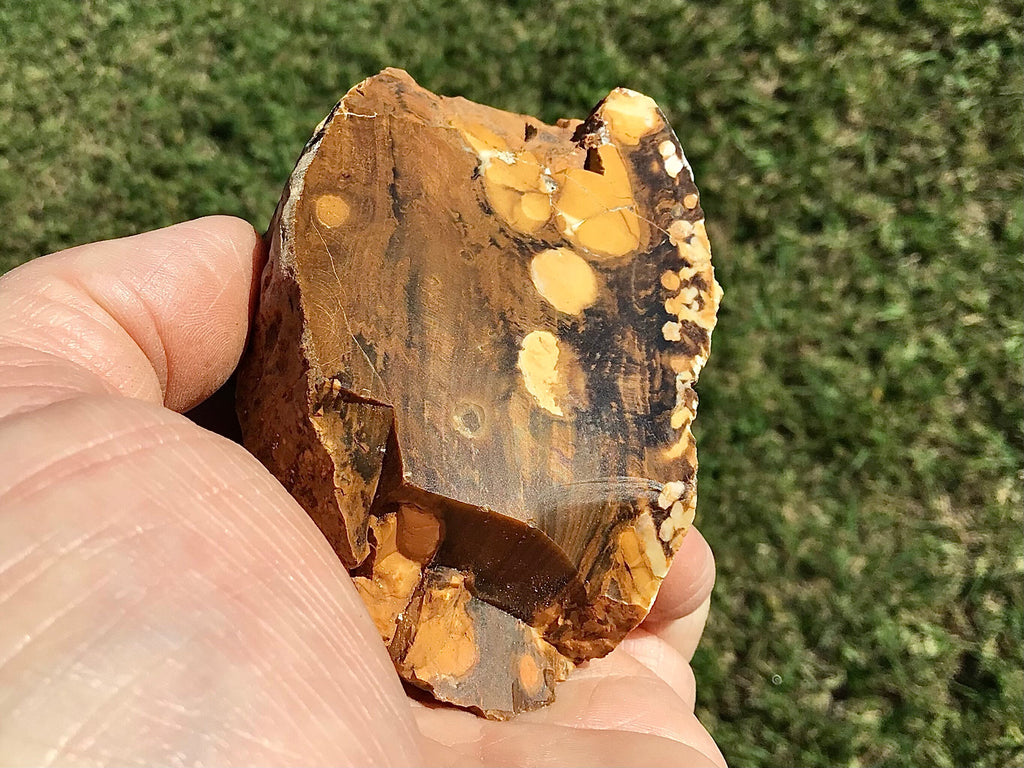 199g Polished Western Australian Peanut Wood Slice 10D
