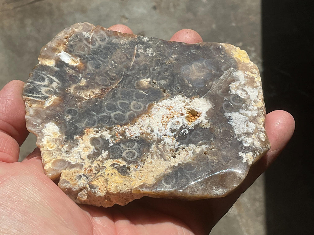 234g Fossilized/Agatised Coral Slab 3B