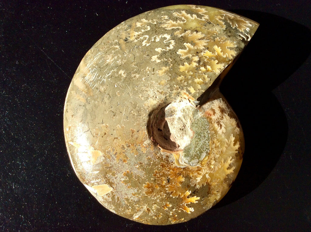 321g Madagascan Ammonite Fossil C