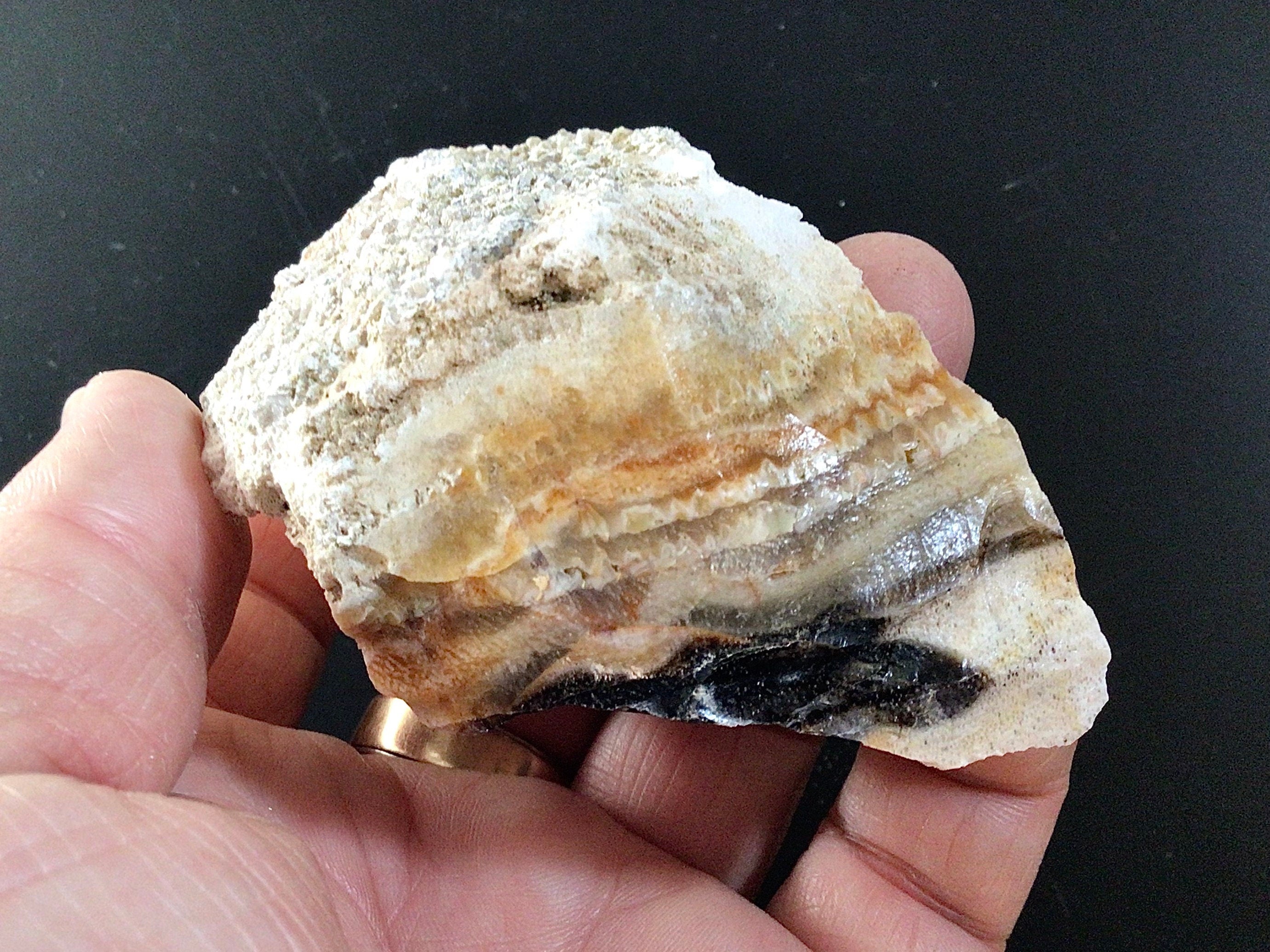 161g Natural Opalised Wood Rough Piece 6B