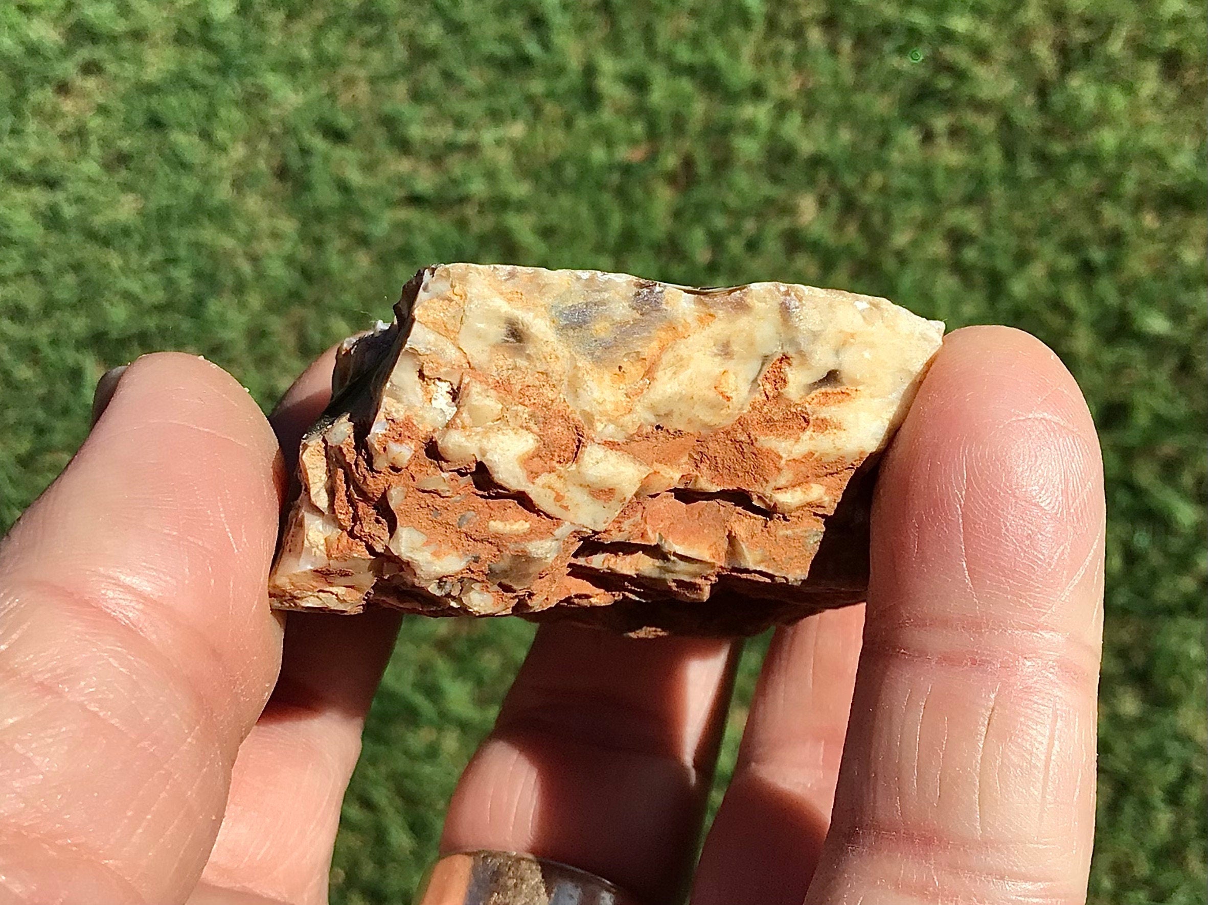 76g Polished Western Australian Peanut Wood Slice 2D