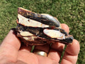 126g Polished Western Australian Peanut Wood Slice 7C