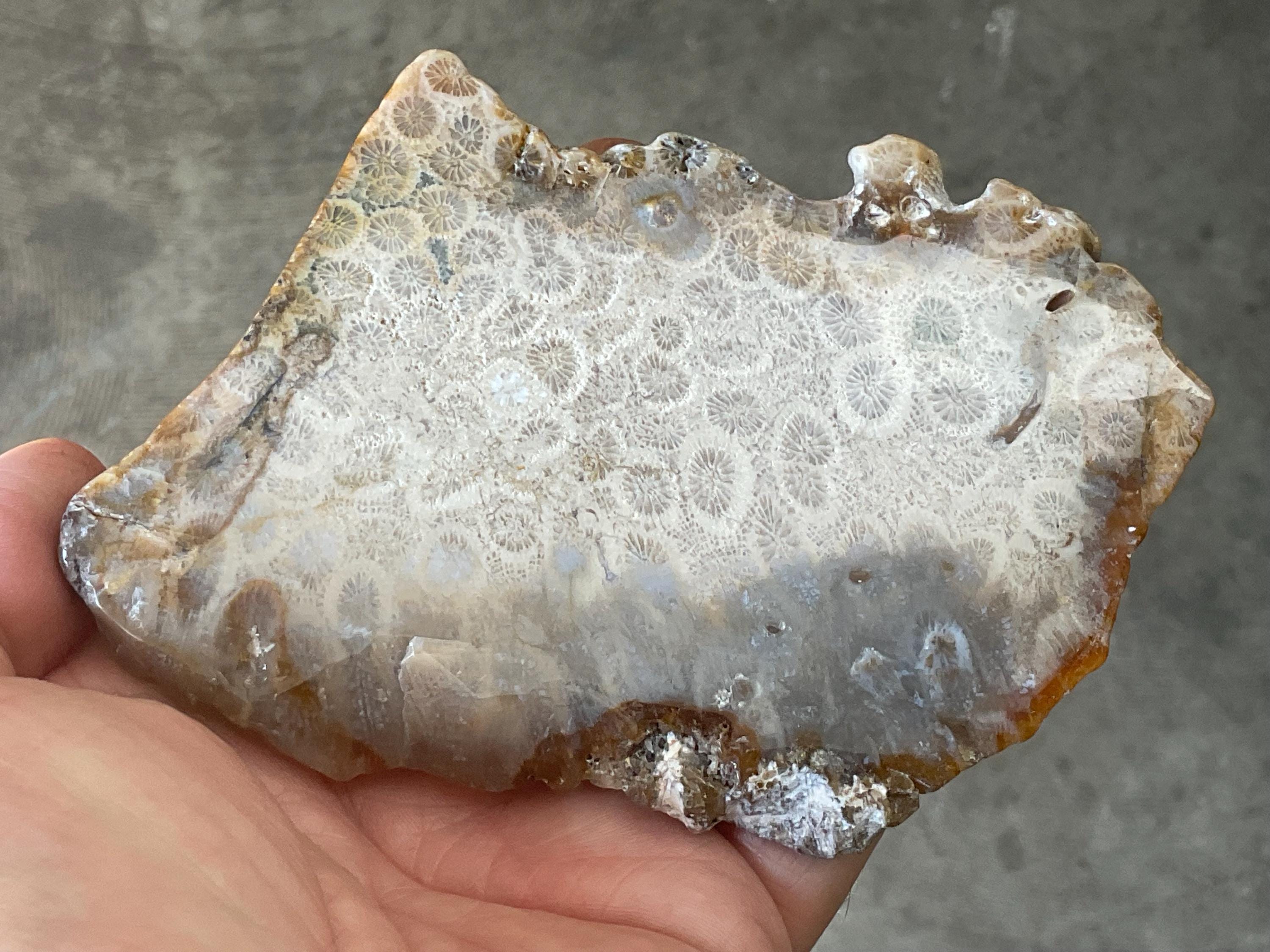 160g Fossilized/Agatised Coral Slab 2A