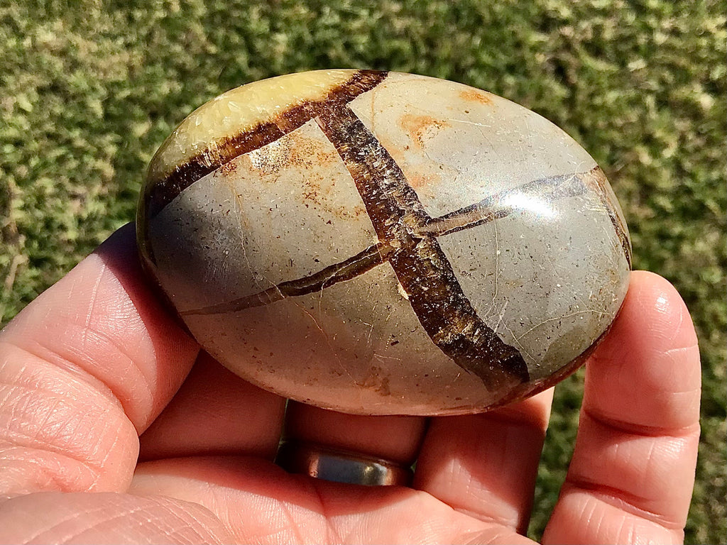 158g Madagascan Septarian Palmstone 2C