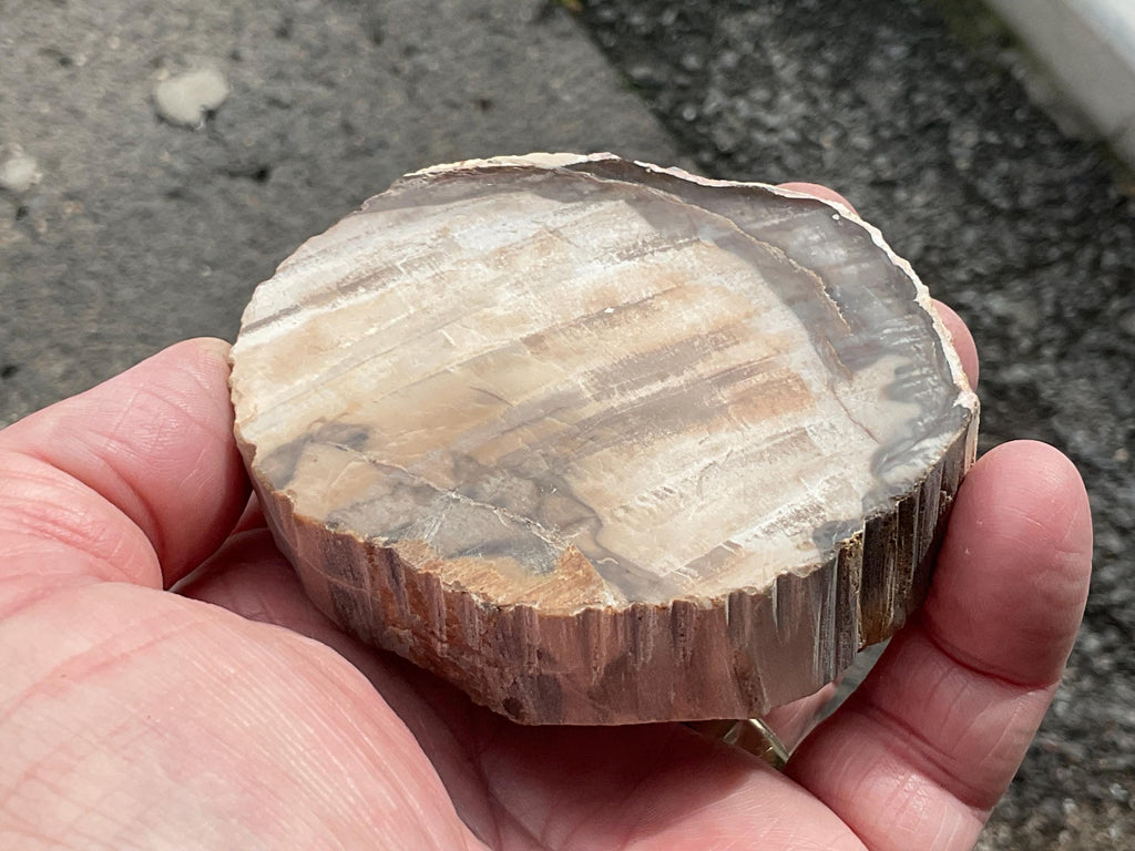 192g Indonesian Petrified Wood Polished Slab 1C