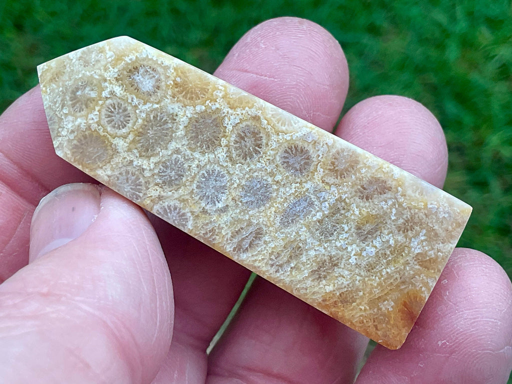 32g Fossilised Coral Generator 1B