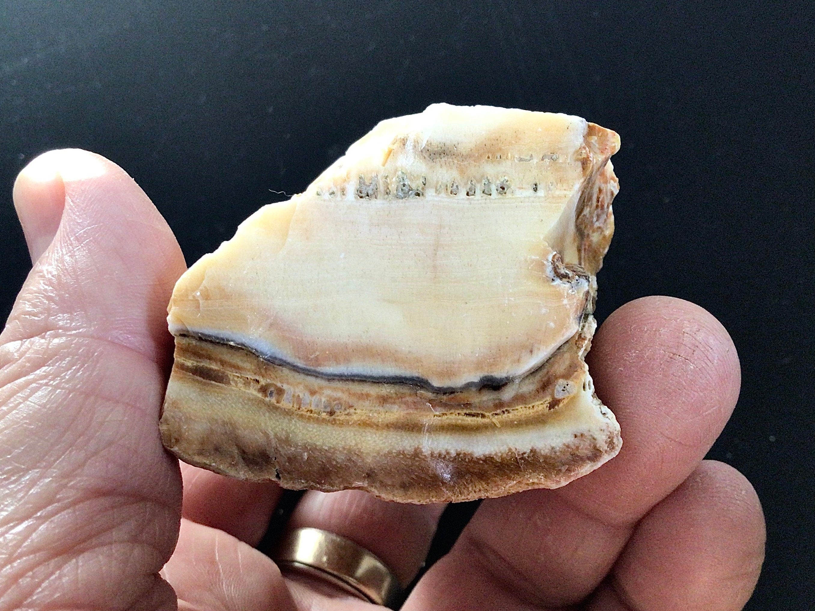 149g Natural Opalised Wood Rough Piece 5C