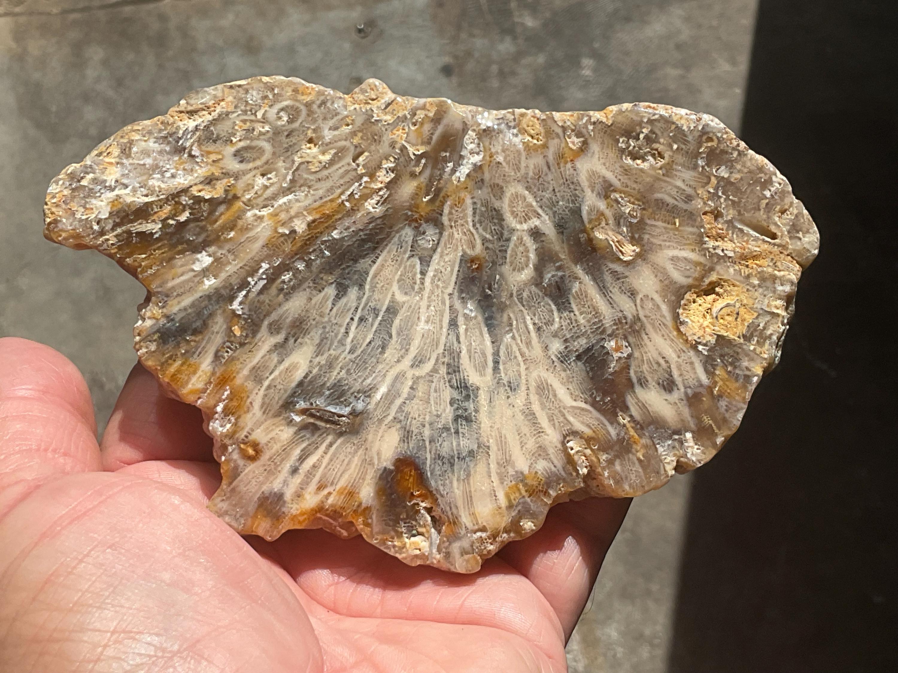 236g Fossilized/Agatised Coral Slab 3C