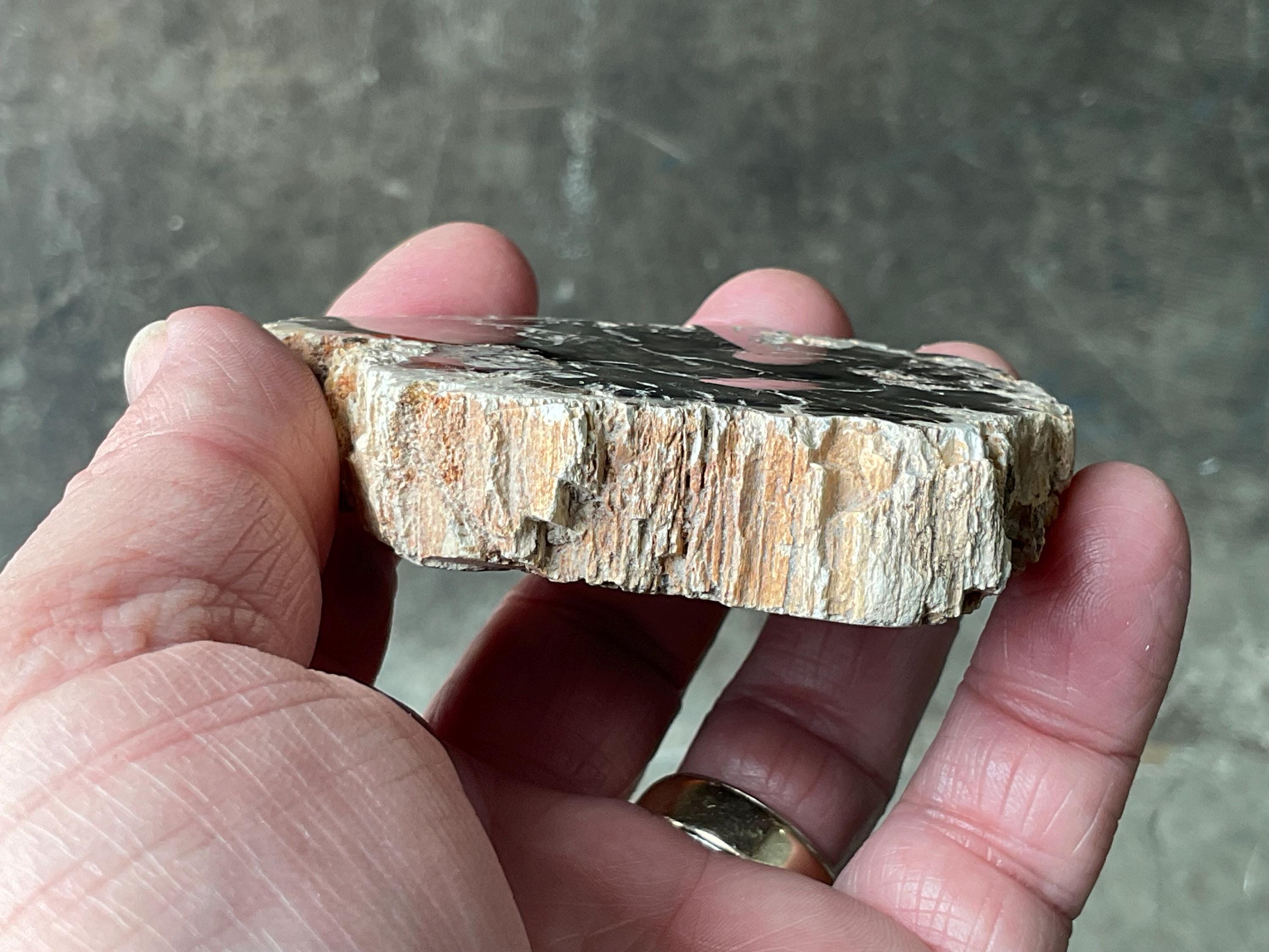 124g Indonesian Petrified Wood Polished Slab 1A