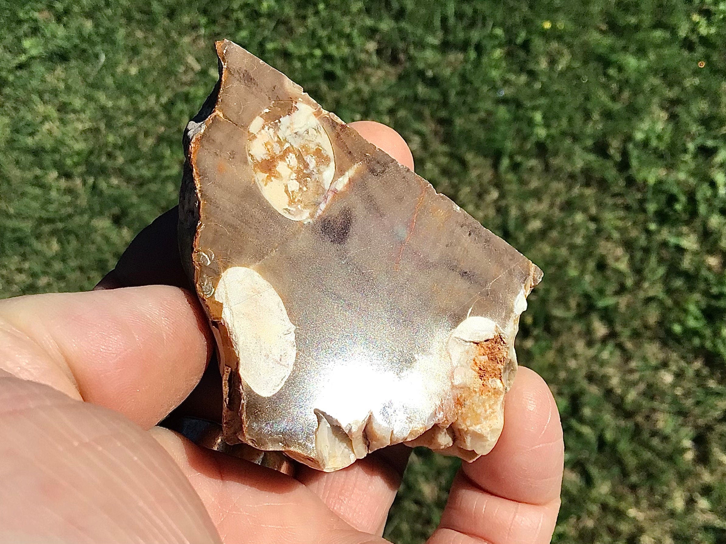 84g Polished Western Australian Peanut Wood Slice 4D
