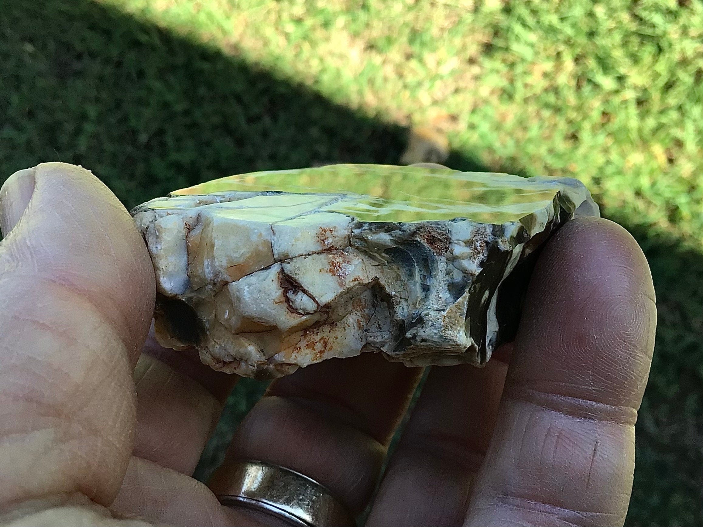 77g Polished Western Australian Peanut Wood Slice 3A