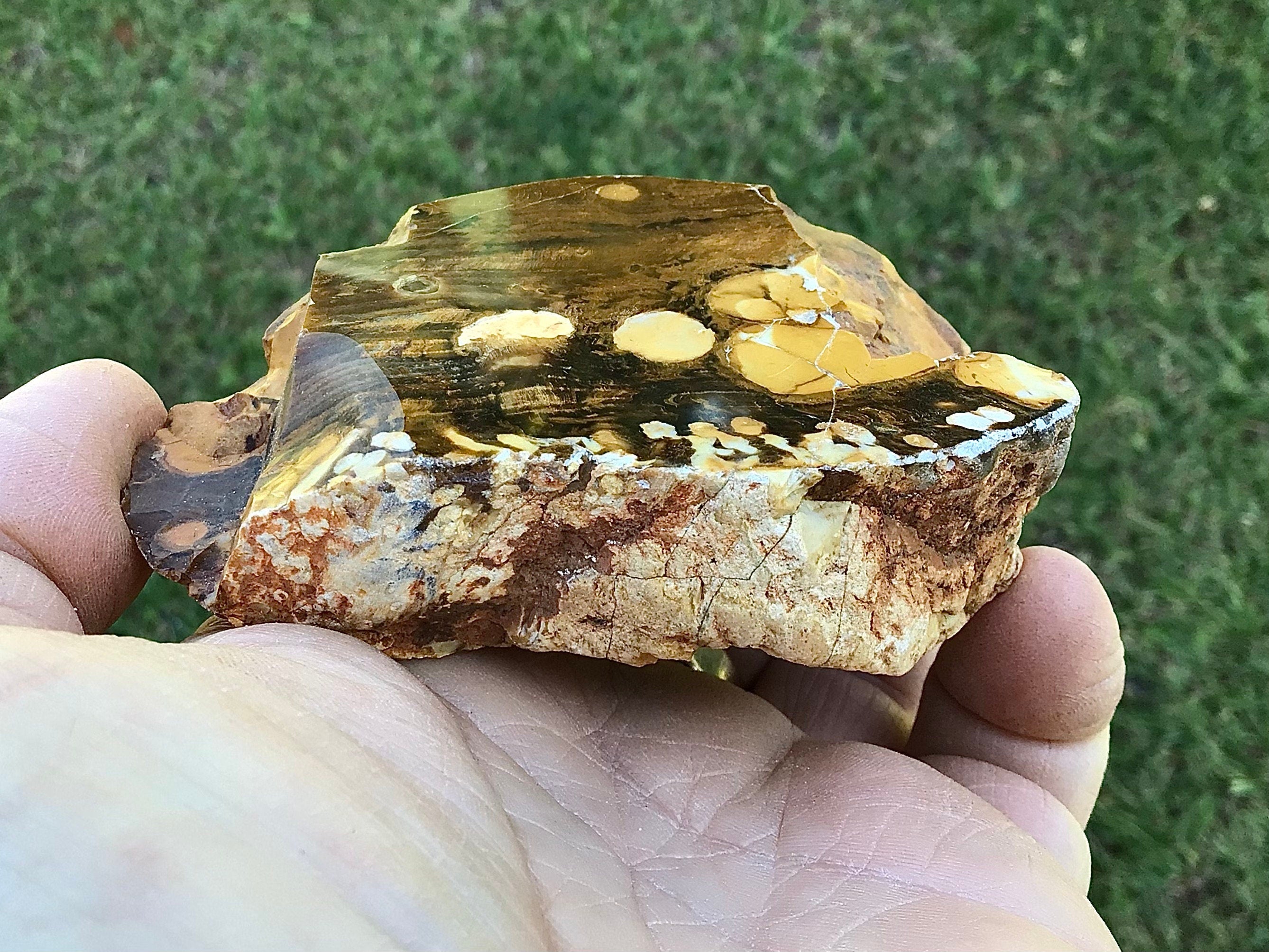 199g Polished Western Australian Peanut Wood Slice 10D