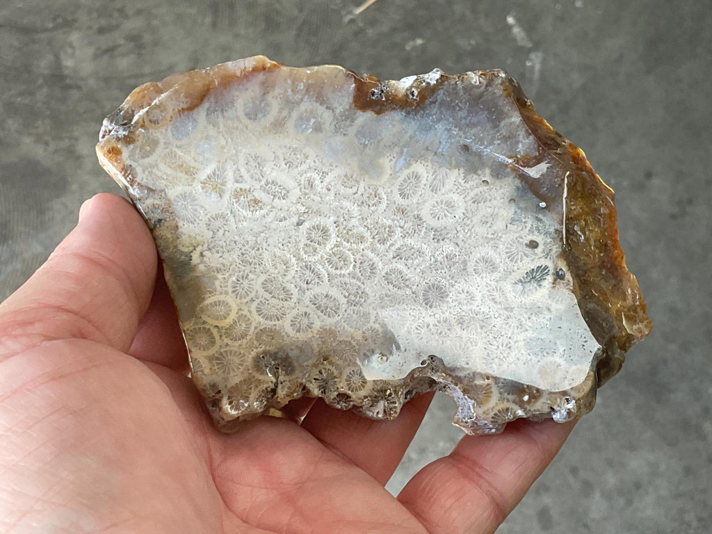 160g Fossilized/Agatised Coral Slab 2A