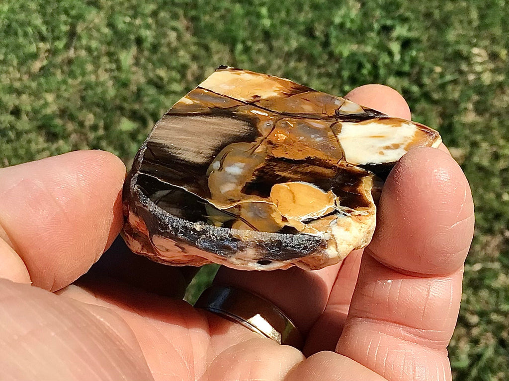 108g Polished Western Australian Peanut Wood Slice 6A