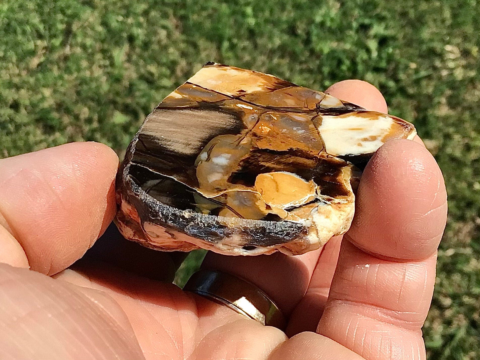 108g Polished Western Australian Peanut Wood Slice 6A