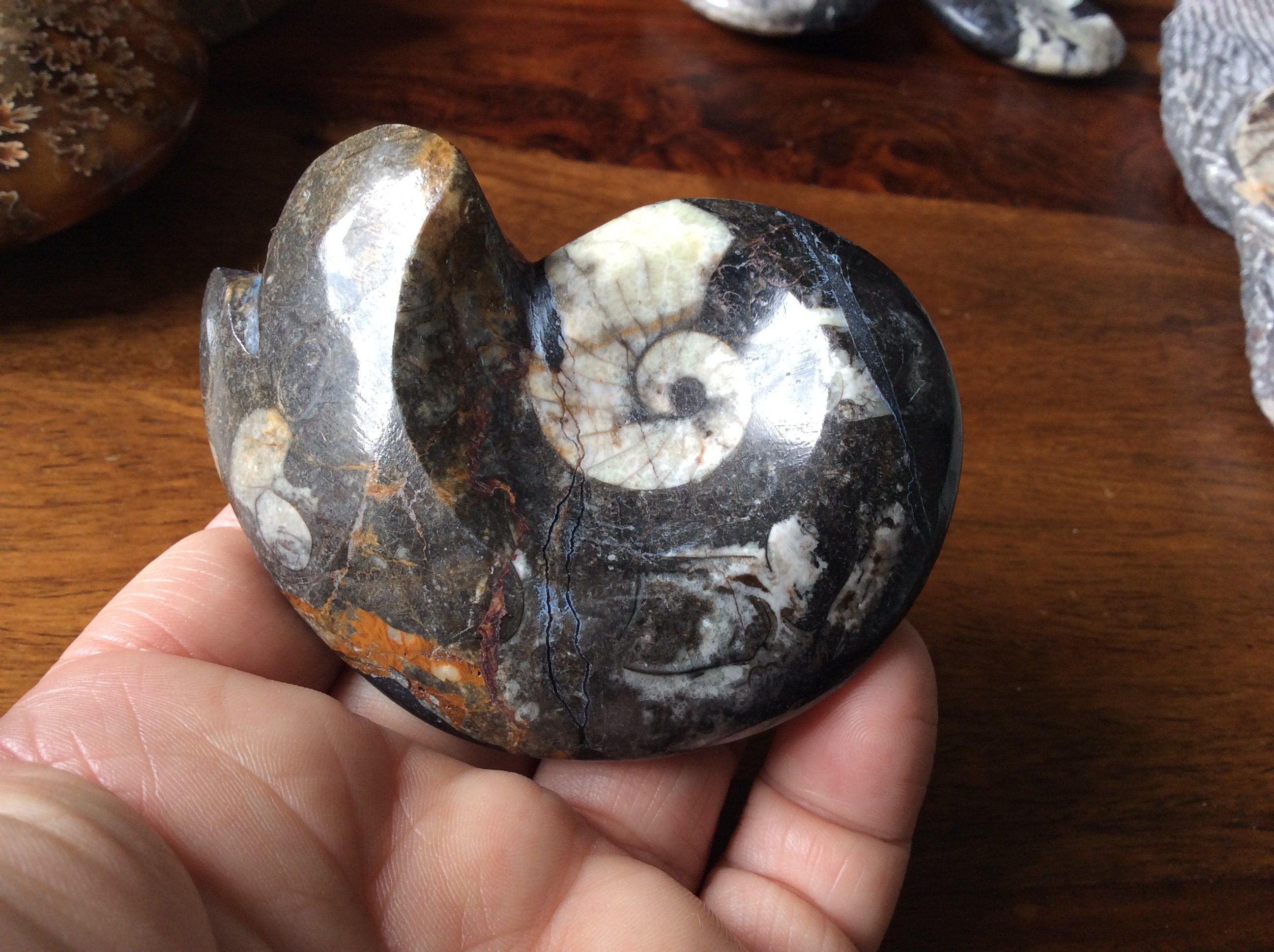 164g Goniatite Fossil D