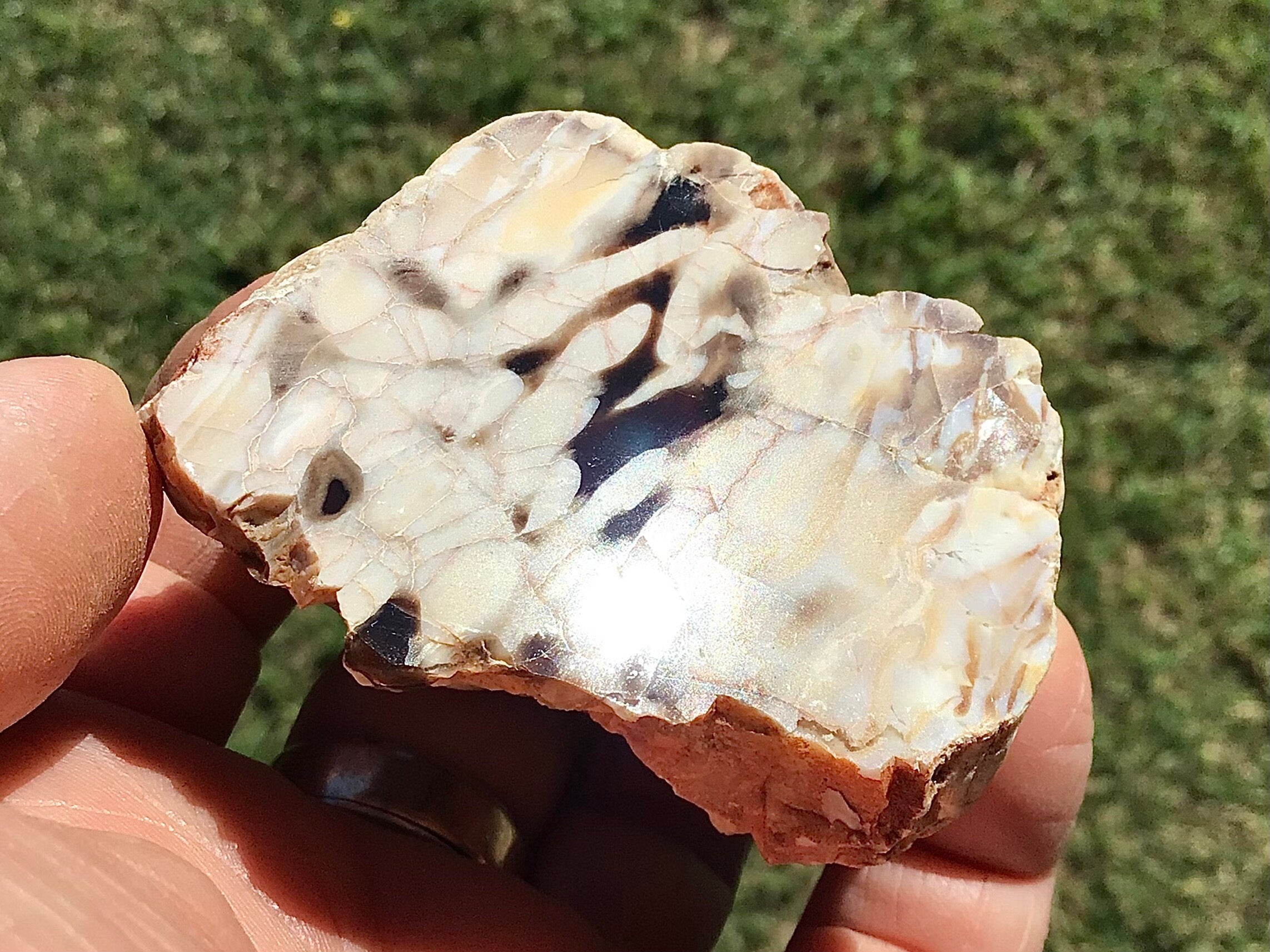 135g Polished Western Australian Peanut Wood Slice 7E