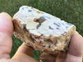 190g Polished Western Australian Peanut Wood Slice 10C