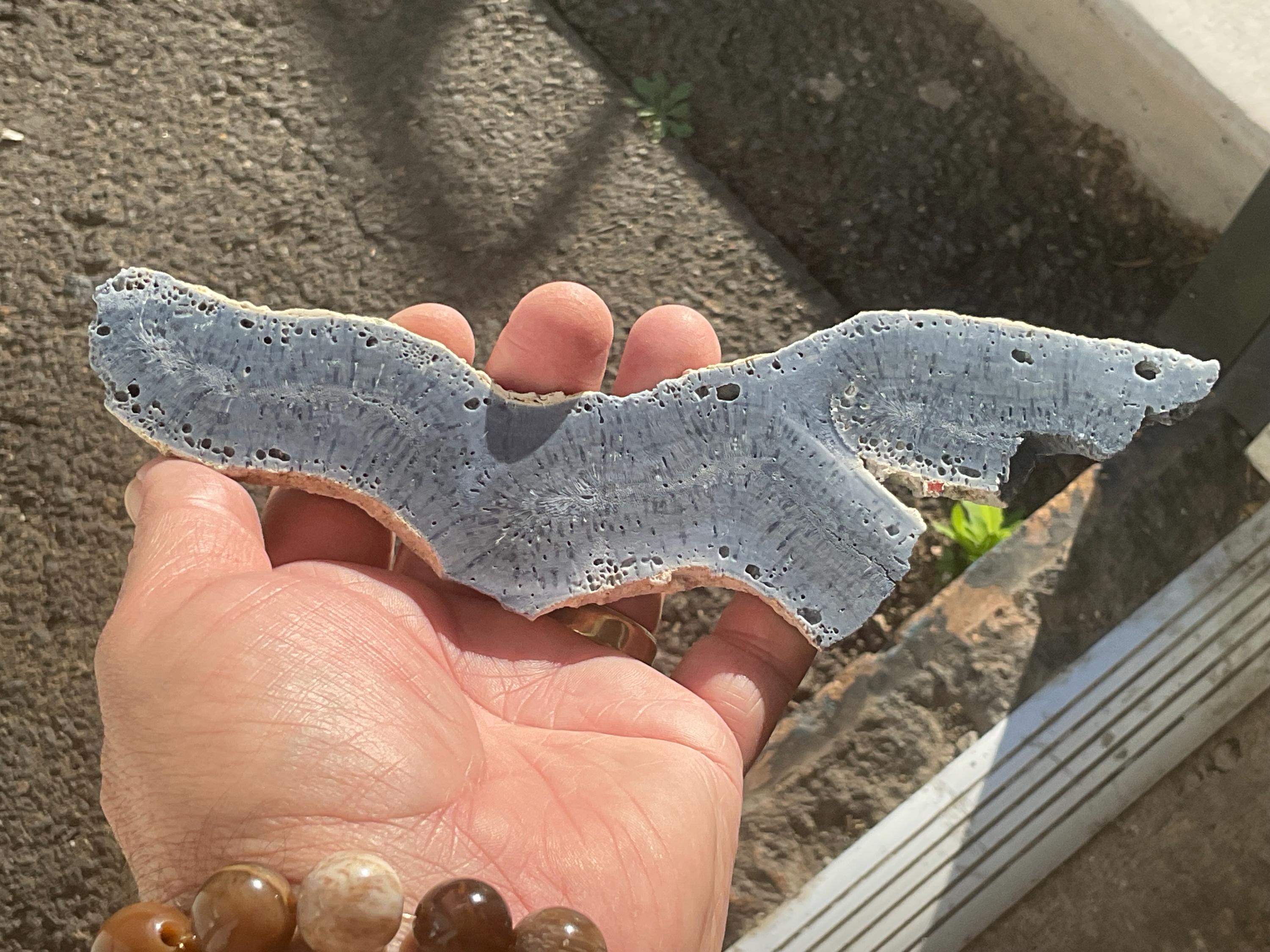 110g Natural Blue Coral Fossil Slab 4C