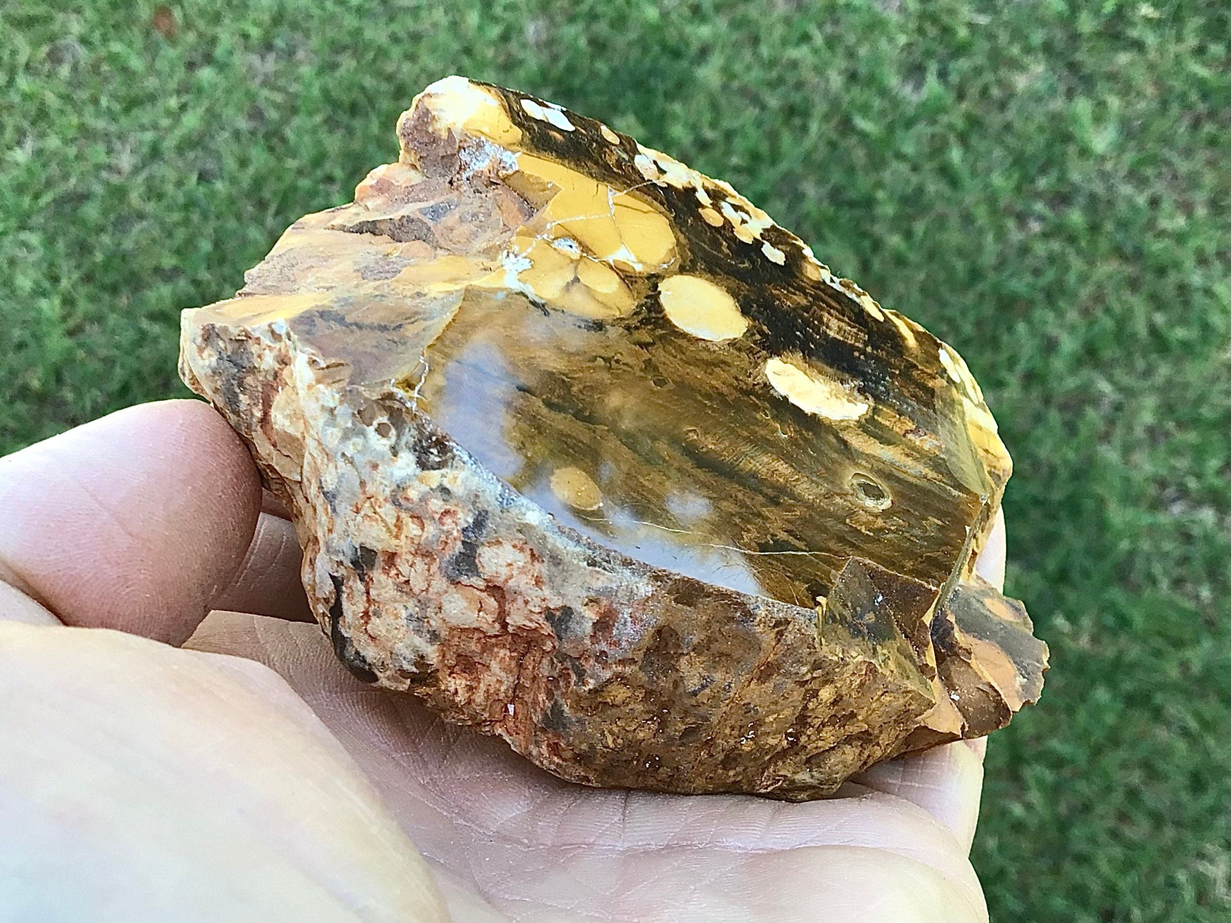 199g Polished Western Australian Peanut Wood Slice 10D