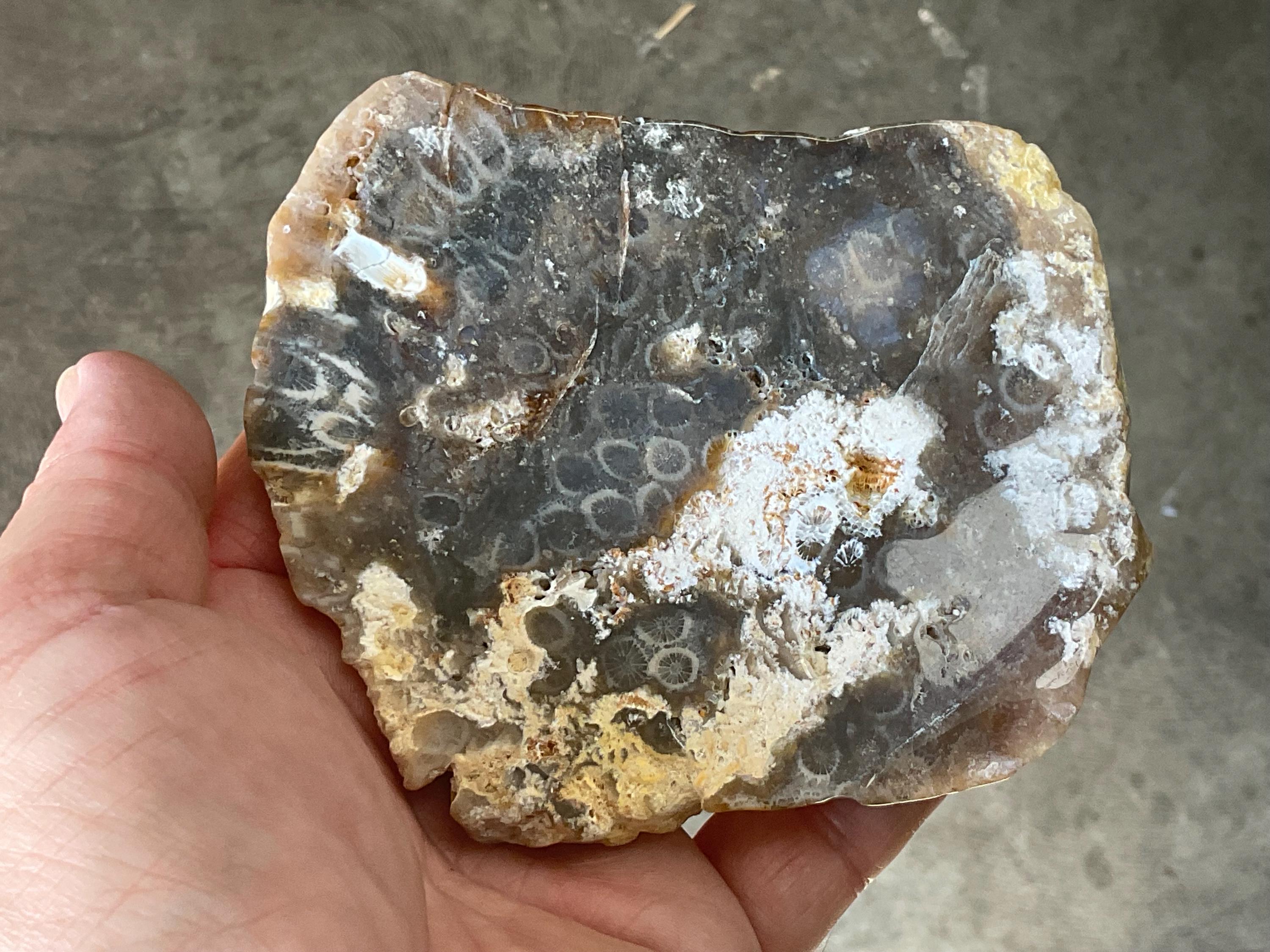 234g Fossilized/Agatised Coral Slab 3B