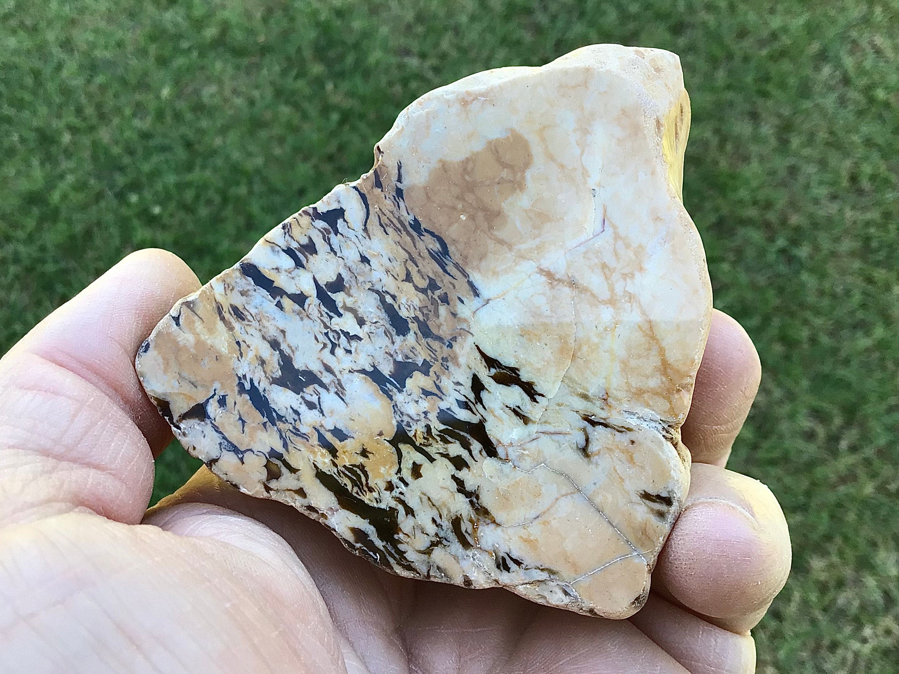 170g Polished Western Australian Peanut Wood Slice 9D
