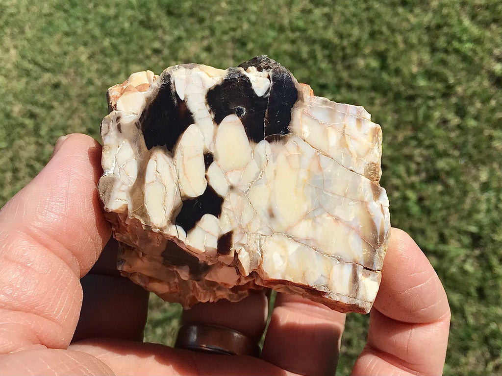 187g Polished Western Australian Peanut Wood Slice 10A