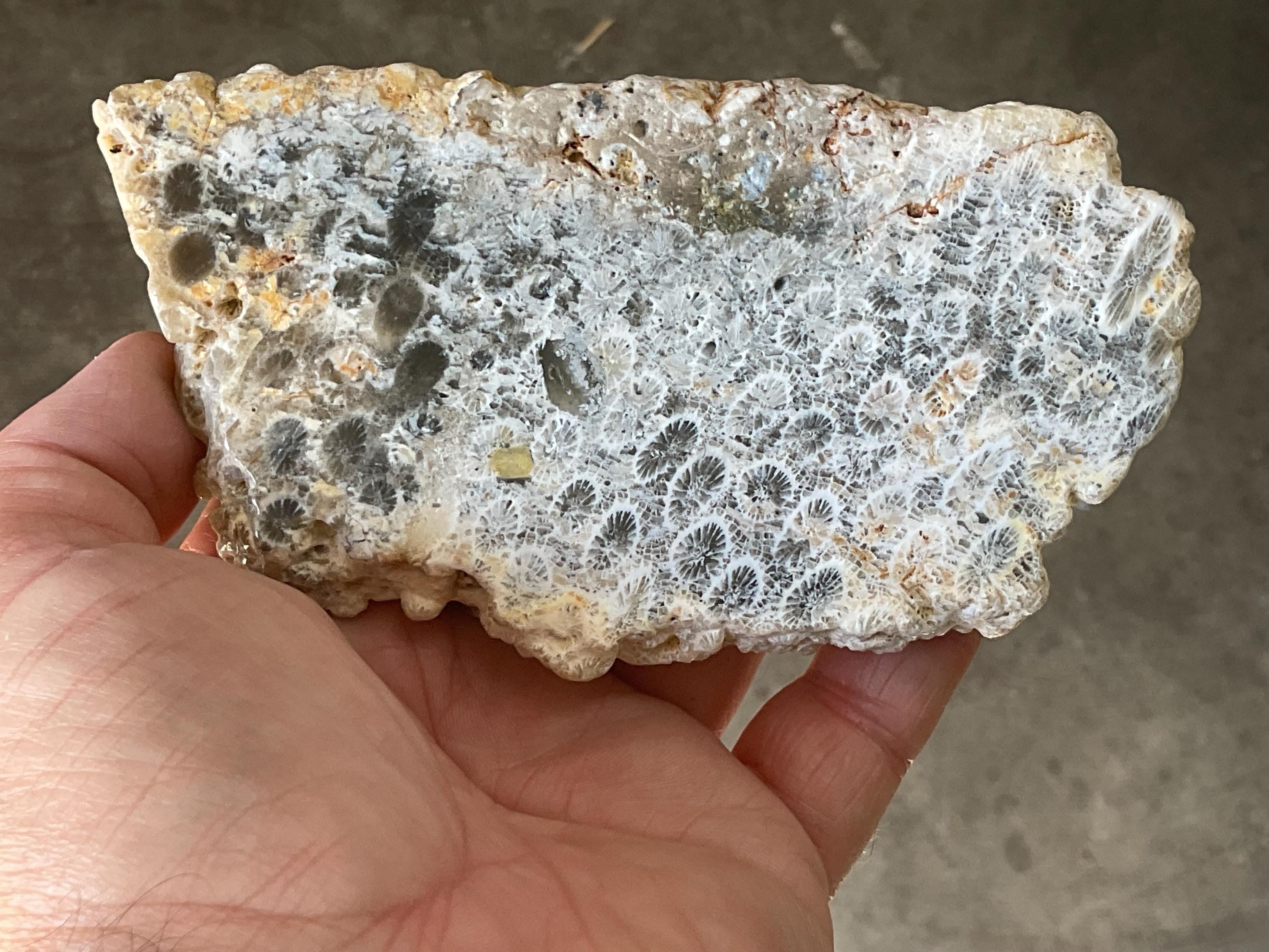 238g Fossilized/Agatised Coral Slab 4A