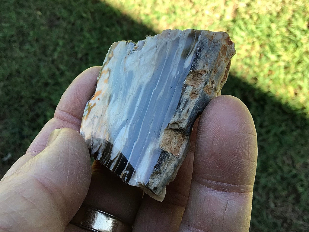 76g Polished Western Australian Peanut Wood Slice 2D