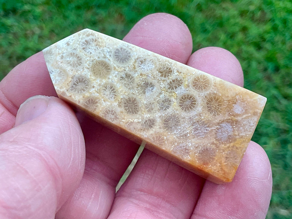 31g Fossilised Coral Generator 2B